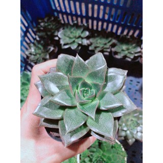 Sen đá nâu kèm chậu sứ