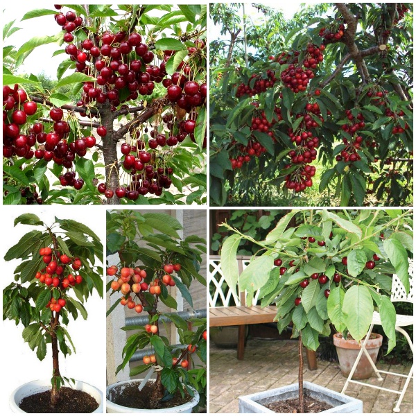 CÂY CHERRY BRAZIL (ANH ĐÀO BRAZIL) NHIỆT ĐỚI CAO 50 CM 1 NĂM RA QUẢ (ảnh thật hình cuối)