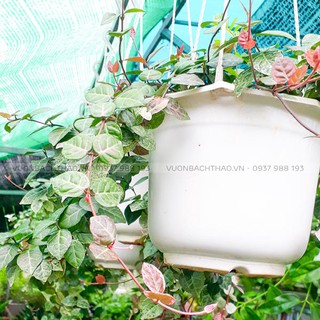 Cây thằn lăn cẩm thạch (thằn lằn bông) chậu treo