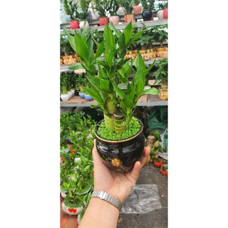 Cây Trúc Phát Lộc💖💖Trúc Phú Quý Tượng Trưng Cho Sự Vững Chắc Bình An