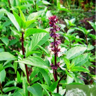 5gr- Hạt Giống Rau Quế Thơm