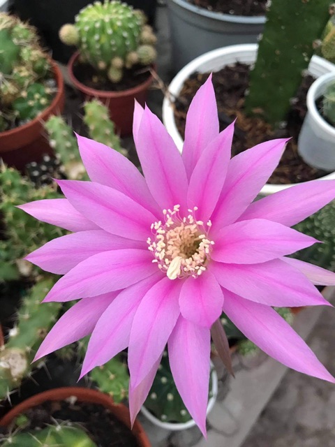 XƯƠNG RỒNG ECHINO HOA MÀU