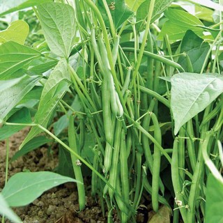 Hạt Giống Đậu Cove Bụi Lùn F1 Giống Siêu Quả, Dễ Trồng, Kháng Bệnh Tốt, Không Cần Giàn