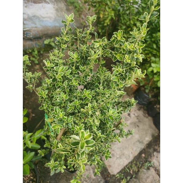 Cây Bạch tuyết mai