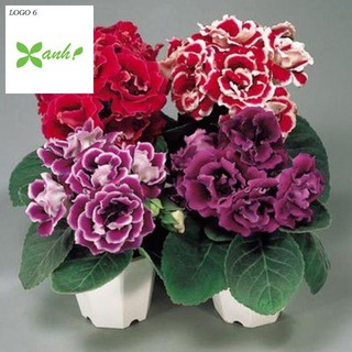 Gói 50 Hạt giống hoa cẩm nhung