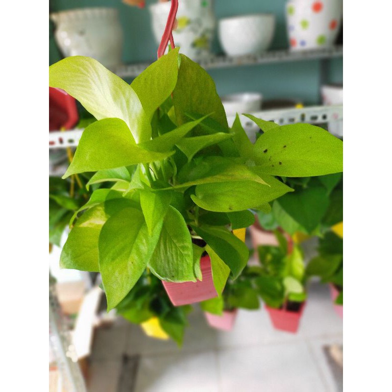 1 chậu Trầu bà Thái mini