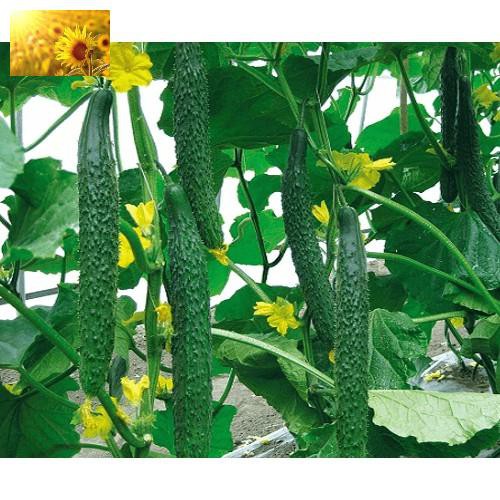 Hạt Giống Dưa Leo Nhật Bản  - MUA 3 TẶNG 1 CÙNG LOẠI