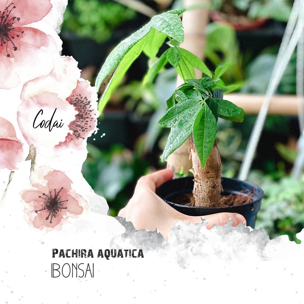 Cây Pachira aquatica Bonsai (Money tree, Cây dẻ cảnh Pháp) chậu nhựa