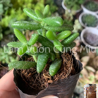Sen Đá Mặt Nạ 😷😷😷 - Size Bầu