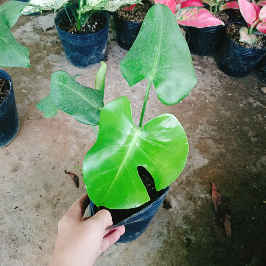 Trầu Bà Lá Xẻ - trầu bà nam mỹ