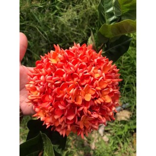 Cây bông trang cam Đài Loan (hoa mẫu đơn) - hoa rất to, cao 50-80cm