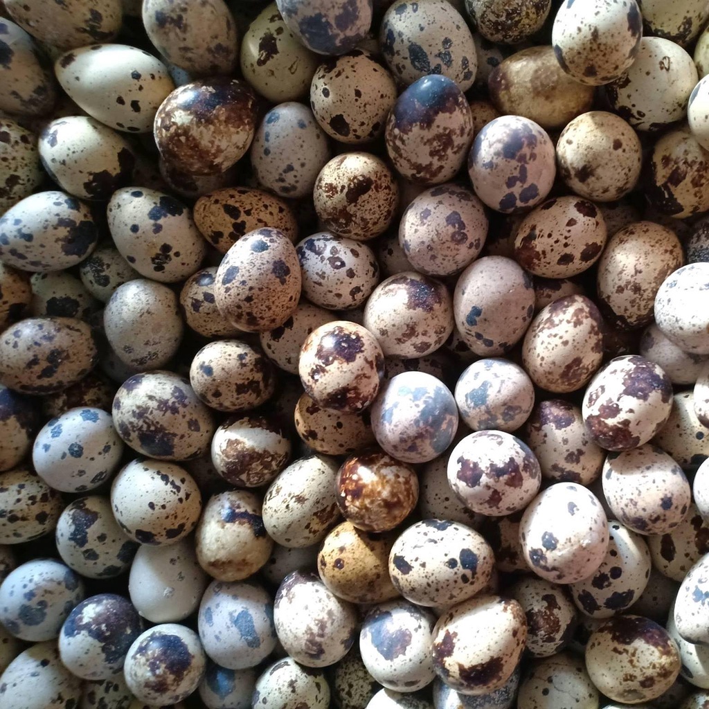 Trứng cút lộn 50 quả chuẩn ngon, trợ giá mùa dịch - HNH Food Farm