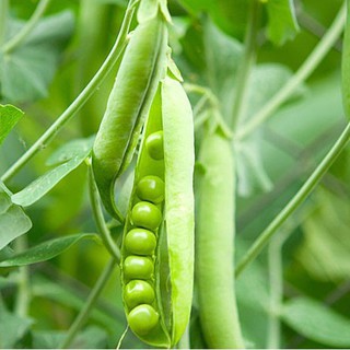 Gói 20g hạt giống Đậu Hà Lan