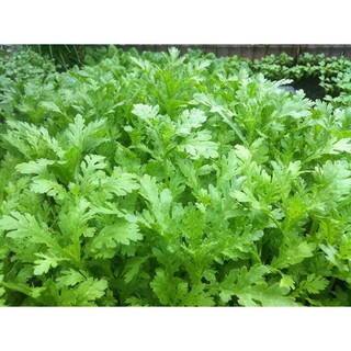 Hạt giống rau Cải Cúc Tẻ