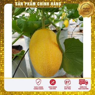 Hạt giống Dưa Lưới Vàng 10 Hạt