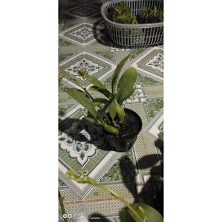Hoa lan Hoàng Hậu Mini
