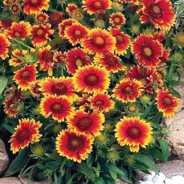 HẠT GIỐNG HOA CÚC THIÊN NHÂN - GÓI 1 GRAM