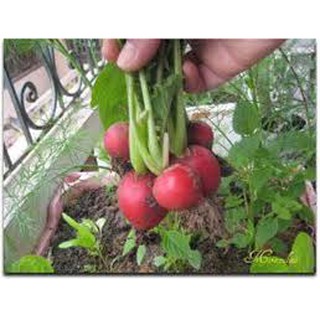 HẠT GIỐNG CỦ CẢI ĐỎ