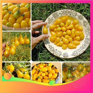 Hạt Giống Cà Chua Lê Vàng - 30 Hạt VIETGAR