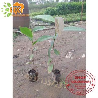 COMBO 5 CÂY DẦU -CÂY GIỐNG
