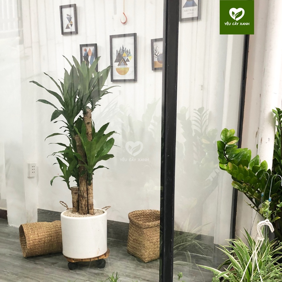 Cây Thiết Mộc Lan 5 Nhánh đại diện cho ngũ hành