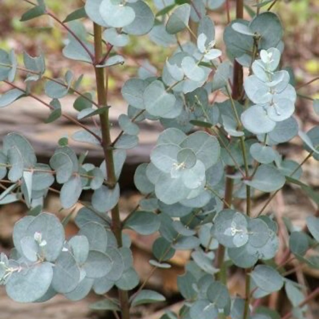 Cây lá bạc - Eucatycus silver dollar blue, cây nhiều nhánh, khoẻ, rễ nhiều