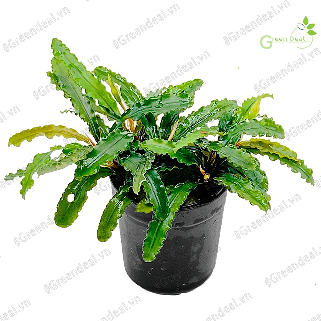 Cây thủy sinh Bucep chậu | Bucephalandra .sp "Random" (TM)