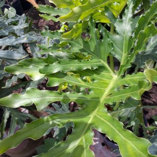 💚🍃Cây Trầu Bà Thanh Xuân💚🍃
