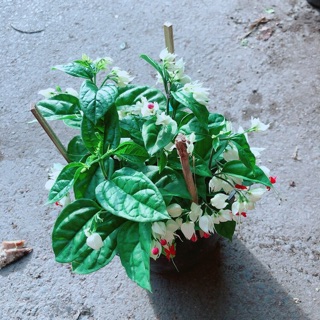 Cây Ngọc Nữ