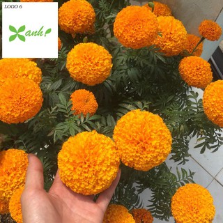 Hạt giống hoa Vạn thọ Cam lùn (30 hạt)