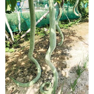 Hạt giống Mướp rắn Nhật F1 – 5Hạt
