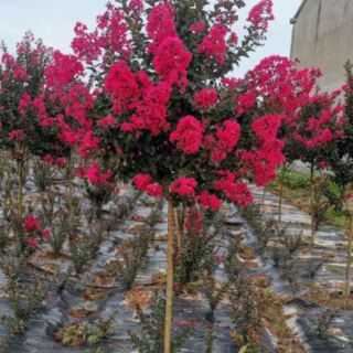 Tường Vi ... đỏ đậm