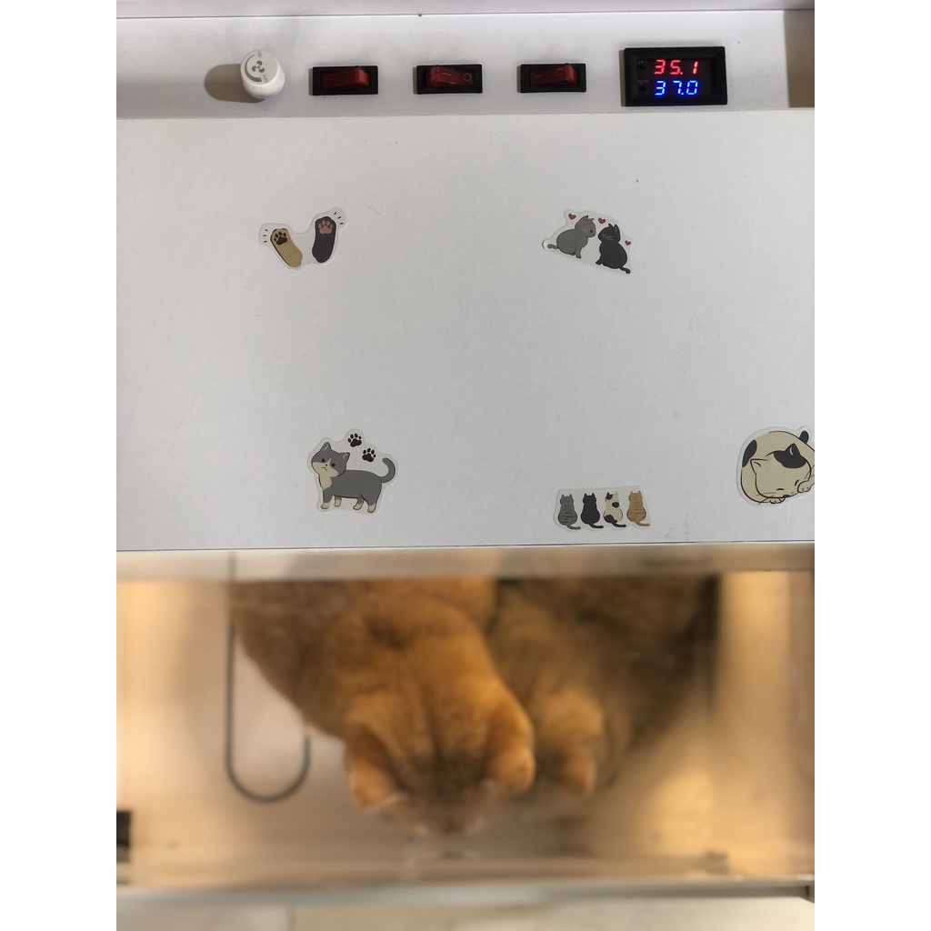 Lồng sấy mèo tự động ,Máy sấy mèo, Lồng sấy chó
