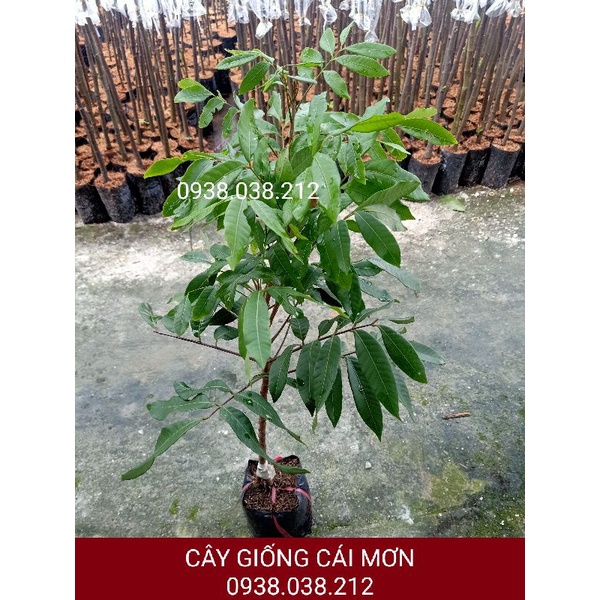 CÂY GIỐNG NHÃN HỒNG PHÚC SIÊU TRÁI