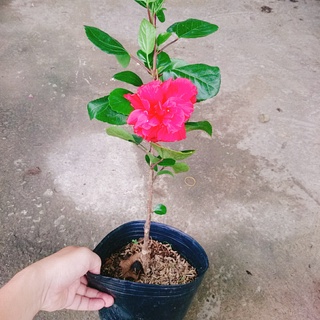 Hoa Dâm Bụt Thái - (cánh kép, giống mới) - caykiengsadec