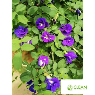 20 Hạt giống Hoa Đậu Biếc (Dễ trồng)