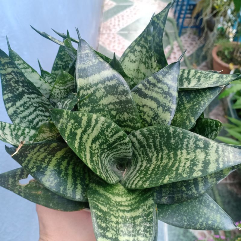 Cây lưỡi hổ lùn (vân đá xanh)