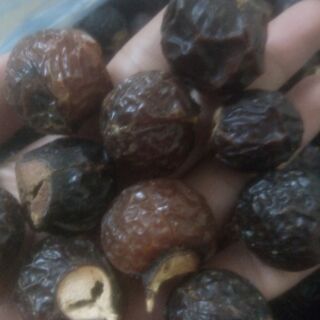 BỒ HÒN , QUẢ GIẶT BỒ HÒN