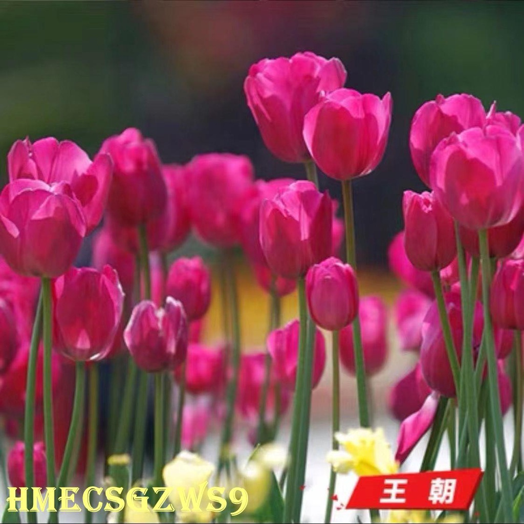 Hạt giống hoa tulip thủy canh hương thơm nồng nàn bốn mùa không thể tàn trong nhà hoa phòng khách 20h