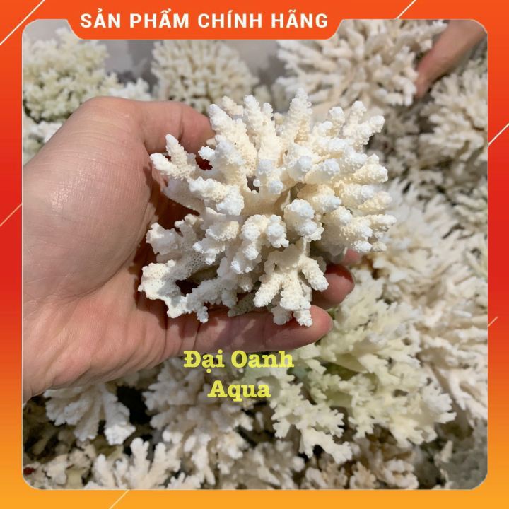 San hô Biển Trang Trí Bể Cá Cảnh sinh động, đẹp mắt
