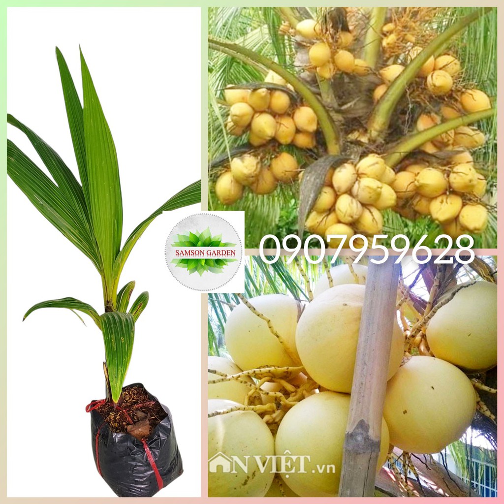 Cây giống Dừa Vàng Tam Quan_Dừa Xiêm Vàng _👍🌴ngon ngọt_vỏ cực mỏng đẹp mắt_👍🌴giống Chợ Lách_Bến Tre
