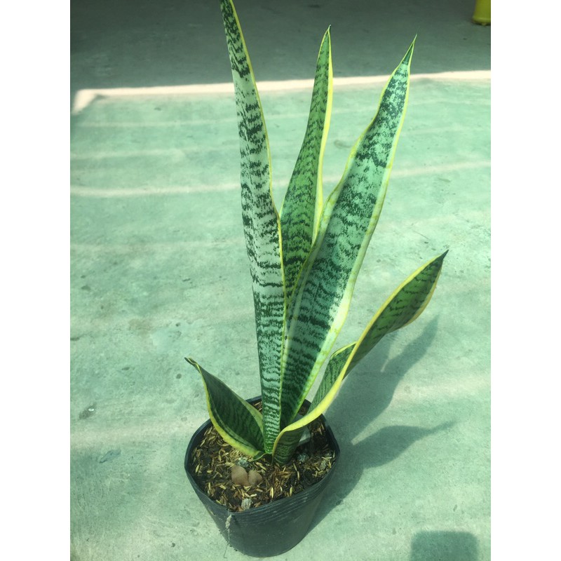 Cây lưỡi hổ