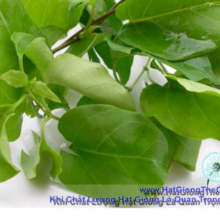 600H Hạt giống lá giang lá to thuần chủng.