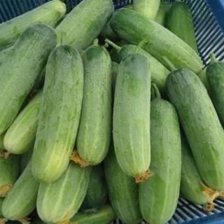 Hạt giống dưa chuột nếp thơm Thái