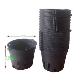 (giá rẻ) Chậu trồng lan phi 16 cm