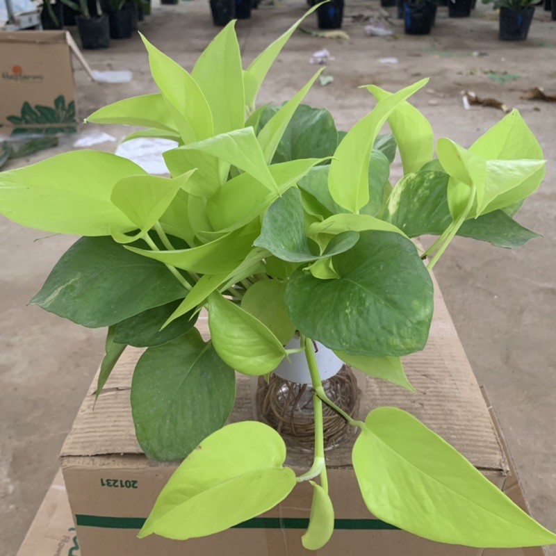 Cây vạn niên thanh thuỷ sinh lá sáng bán kính 25-30cm, cây phong thuỷ xanh tươi quanh năm, trồng nội thất và để bàn