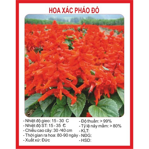 Combo hạt giống 390k