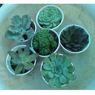 Combo 6 cây sen đá đủ loại - size trung (8-10cm)