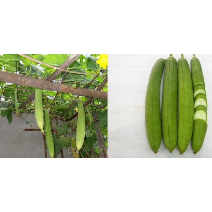 SALE 1K - Hạt giống mướp hương siêu thơm - tặng kèm Thuốc kích mầm + 5 hạt hướng dương lùn siêu bông)
