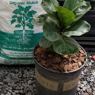 Lớp phủ hữu cơ (Organic Mulch) 5dm3